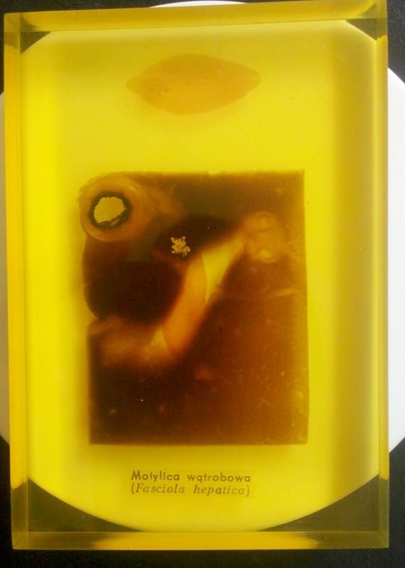 fasciola (1).jpg