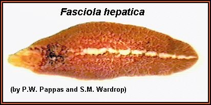 fasciola hepatica.jpg