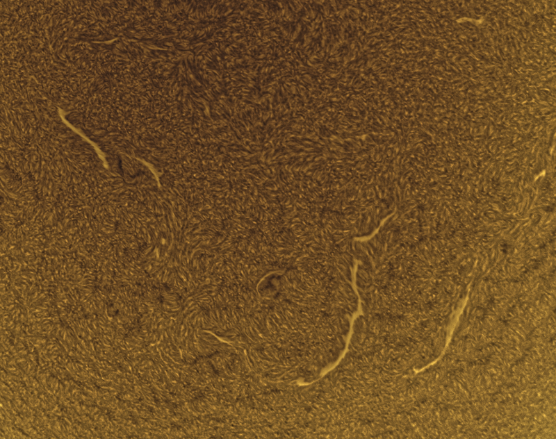2026-09-17-0844_8-U-G-Sun_Halpha_ZWO ASI585MM_Gain=200_Exposure=5.0ms_Gamma=62_3_Surface_20_Sharp30_B16.0_C0.4_S1_N1_SUN_INV.png