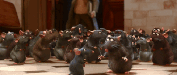 rats-nombreux1.gif