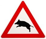 attention sangliers.jpg