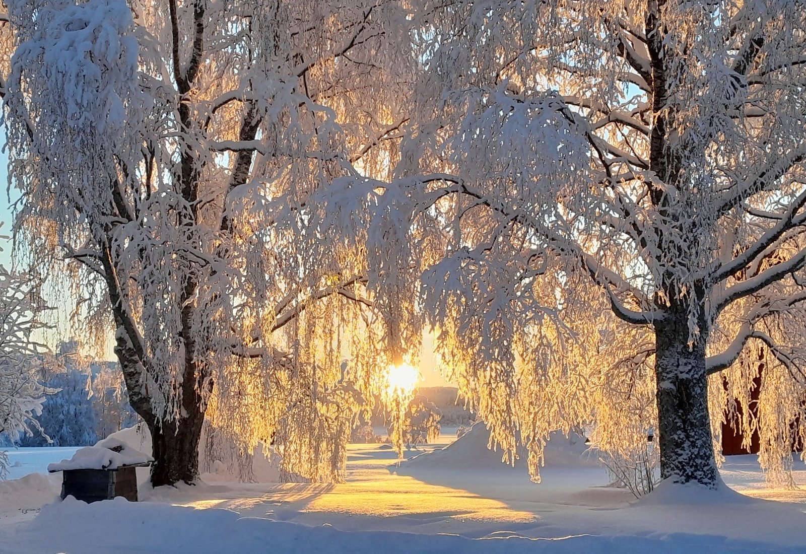 arbres contre jour.jpg
